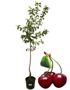 Kirsche Mora di Cazzano Vase 22