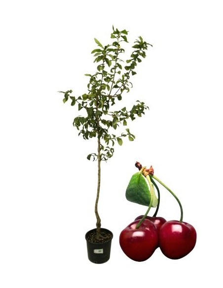 Kirsche Mora di Cazzano Vase 22