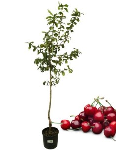 Georgia Cherry Vase 22