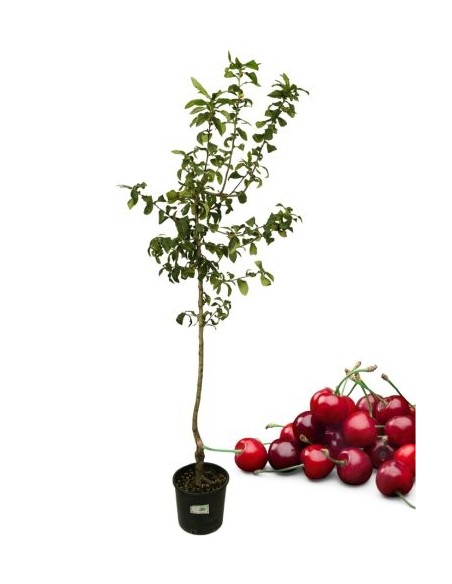 Georgia Cherry Vase 22