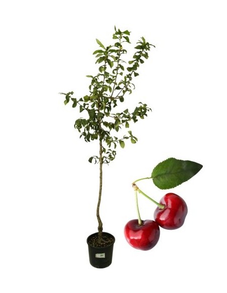 Ciliegio Ferrovia Vaso 22