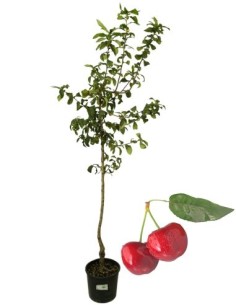 Ciliegio Lapins (autofertile) Vaso 22
