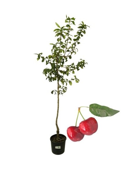 Ciliegio Lapins (autofertile) Vaso 22