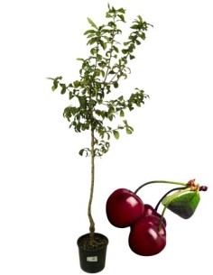Kordia Kirschvase 22