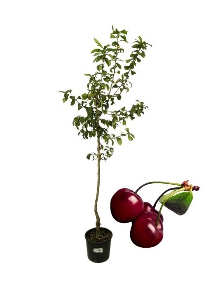 Ciliegio Kordia Vaso 22