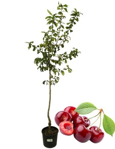Durone Kirschvase 22