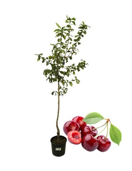 Ciliegio Durone Vaso 22