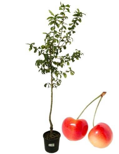 Vase Nr. 22 aus weißer Kirsche (Napoleon).