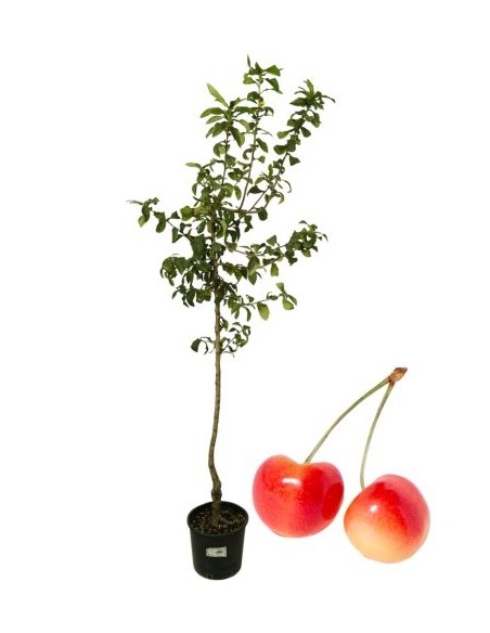 Vase Nr. 22 aus weißer Kirsche (Napoleon).