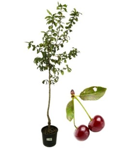 Marascone Vase 22
