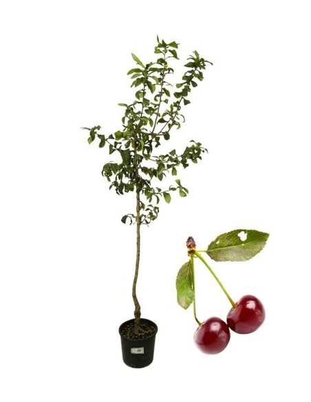 Marascone Vase 22