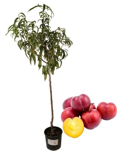 Santa Rosa Pflaumenbaum Topf 22