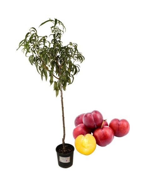 Santa Rosa Pflaumenbaum Topf 22