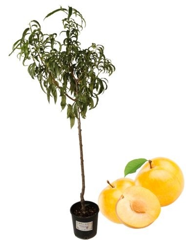 Susino Goggia d'Oro Vaso 22