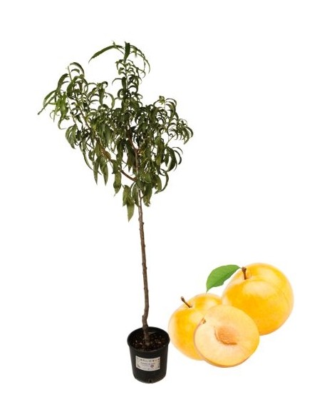 Goldene Tropfenpflaumenbaumvase 22