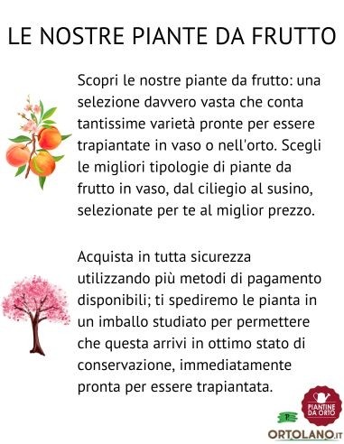 Susino Goccia d'Oro Vaso 22