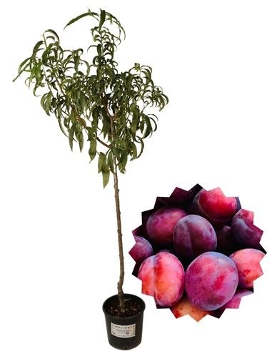 Drachenblut-Pflaumenbaum-Vase 22