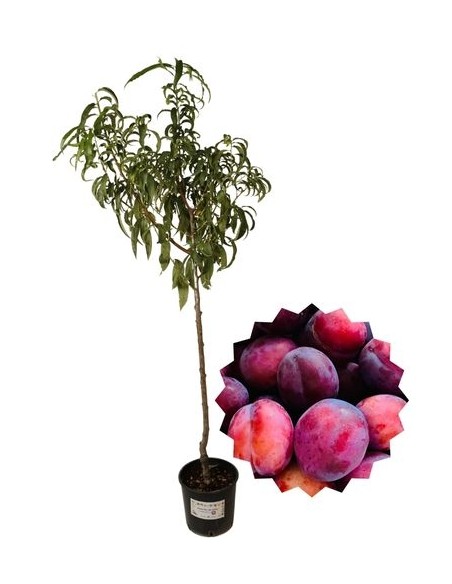 Drachenblut-Pflaumenbaum-Vase 22