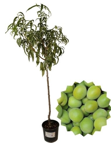 Königin Claudia Pflaumenbaum-Vase 22