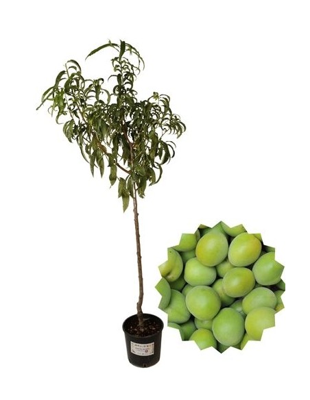Königin Claudia Pflaumenbaum-Vase 22