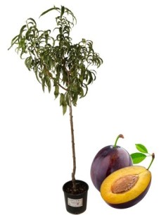 Stanley Pflaumenbaum-Vase 22