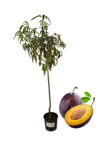 Stanley Pflaumenbaum-Vase 22