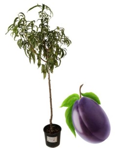 Plum Tree President Vase 22