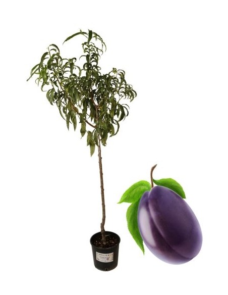 Plum Tree President Vase 22