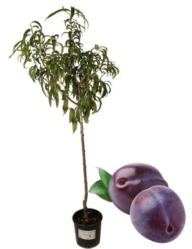 Felisios großer Pflaumenbaum, Vase 22