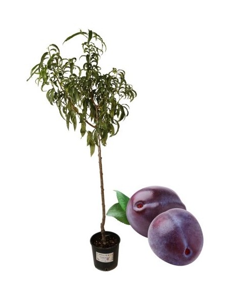 Felisios großer Pflaumenbaum, Vase 22