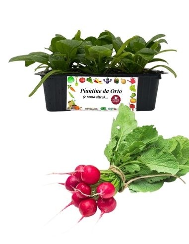 Ravanello 9 Piantine
