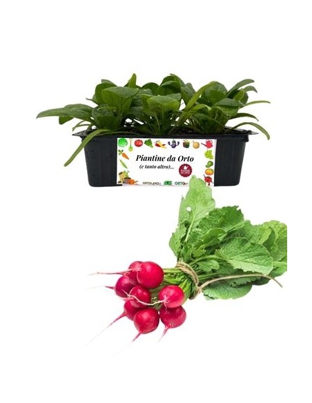 Ravanello 9 Piantine