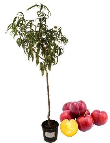 Susincocco Pflaumenbaum Topf 22