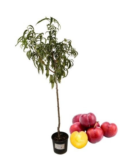 Susincocco Pflaumenbaum Topf 22