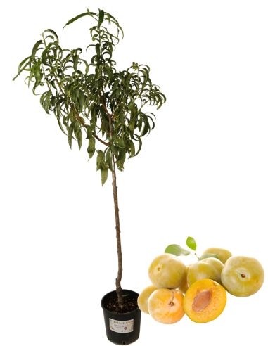 Frühlingslächeln Pflaumenbaum Topf 22