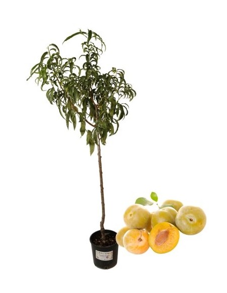 Frühlingslächeln Pflaumenbaum Topf 22