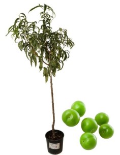 Antiker Pflaumenbaum Amolo di Francia Vase 22