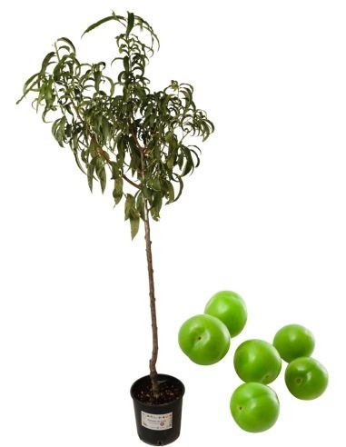 Antiker Pflaumenbaum Amolo di Francia Vase 22