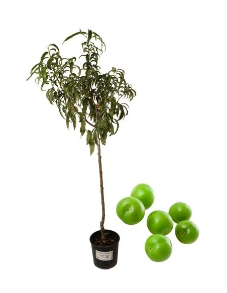 Antiker Pflaumenbaum Amolo di Francia Vase 22