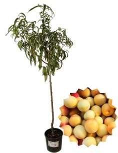 Antike Vase mit gelbem Pflaumenbaummotiv 22