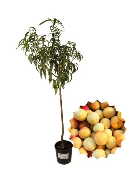 Antike Vase mit gelbem Pflaumenbaummotiv 22
