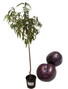 Susina Antica  Precocissima Nera Vaso 22