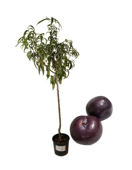 Susina Antica  Precocissima Nera Vaso 22