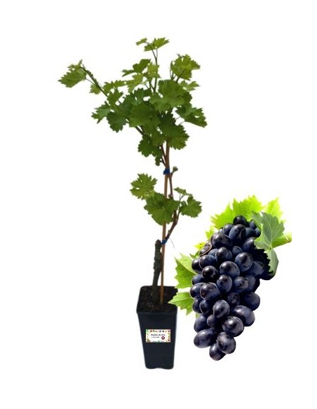 Alphonse Lavalle' Uva da Tavola Vaso 2L