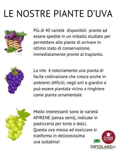 Alphonse Lavalle' Uva da Tavola Vaso 2L