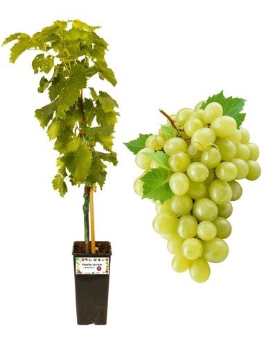 Weißer kernloser Wein, 2-Liter-Glas