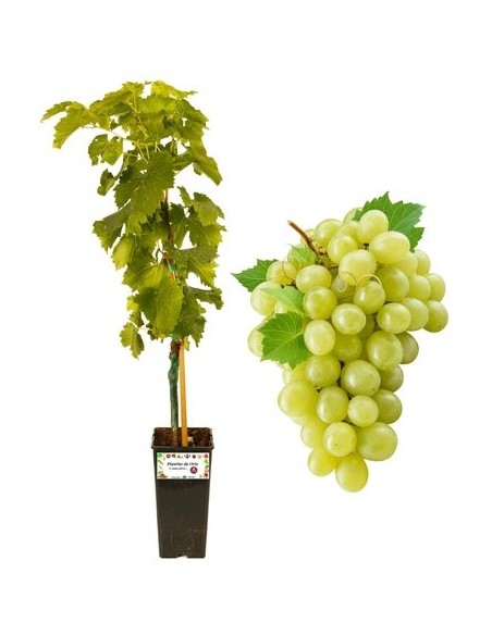 Weißer kernloser Wein, 2-Liter-Glas