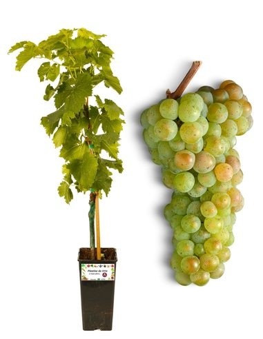 Goldene kernlose Weinrebe, 2-Liter-Glas