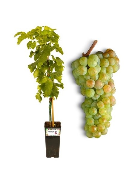 Goldene kernlose Weinrebe, 2-Liter-Glas