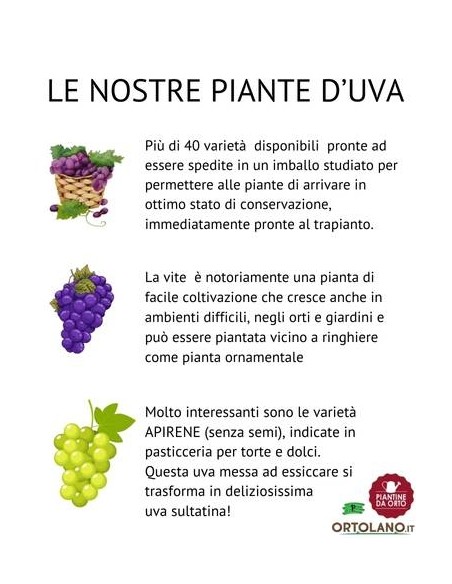 Apirene Dorata Vite Senza Semi Vaso 2L